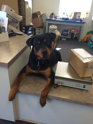 Parcel post puppy mascot!