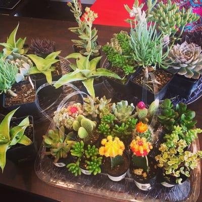 Lovely plants! Awesome prices