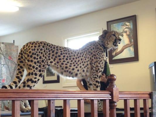 Cincinnati Zoo Cat Ambassadors program visits with a Cheetah!
