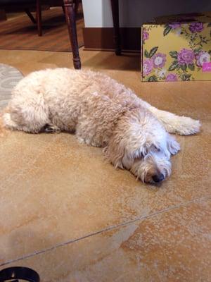 Milly, the very sweet mascot!