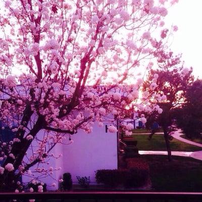 North Park Apartments