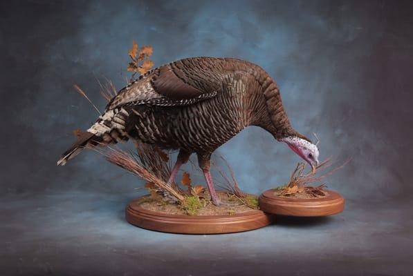 Showpiece Taxidermy
