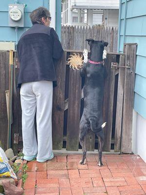 American House Cleaner