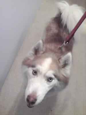 Bear the cuddly husky!