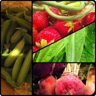 Promised Land C.S.A.