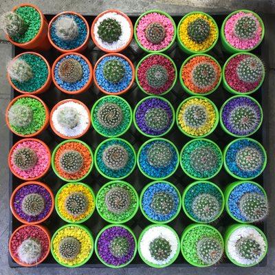 Cactus wedding favors