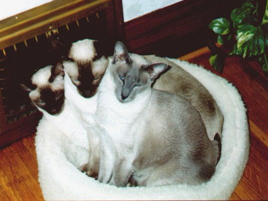 TLC Pet Sitting Service Inc