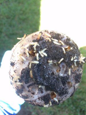 Beavers Bug Blasters