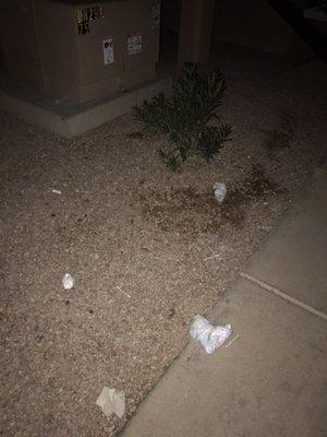 Palm Cove Apartments