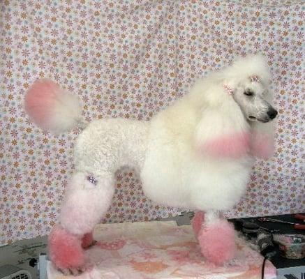 Carries Pet Grooming