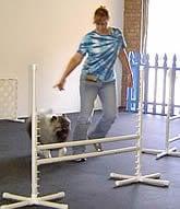 Emily and Whyit (Keeshond)