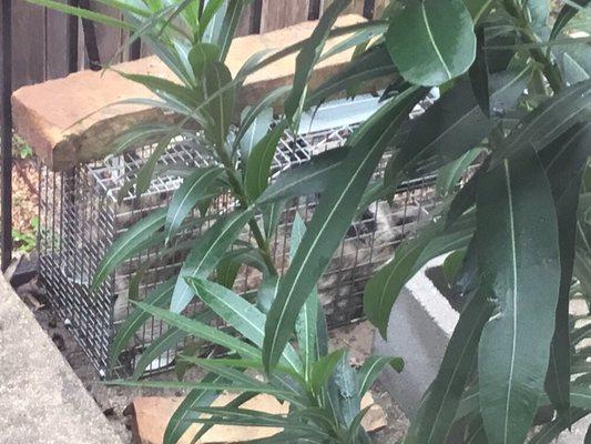 Bug Guy's Pest Control