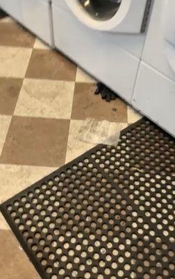 The condition of the laundry rooms are absolutely despicable and management doesnt move a finger to clean this place!