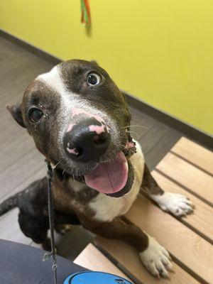 Follow Your Heart To Me Rescue