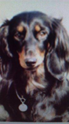 Meet Our Owner Queenie was the inspiration for what the Bark'tisserie is founded on.
