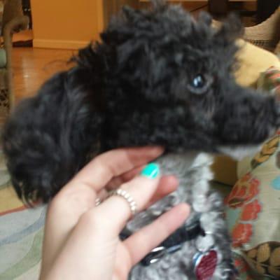 Vwry shy scooter, warming up. Now is as cheerful as ever when i walk in the door. Completly makes ny day!!!