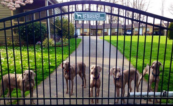 Automated Gates by Porter