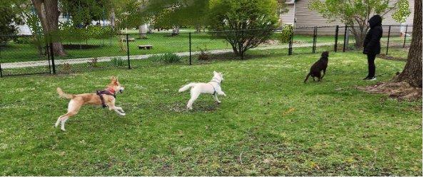 Our puppy got her fence, and she couldn't be happier!