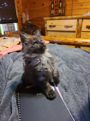 Windtara Maine Coons