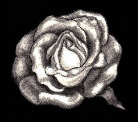 pencil drawing by Rosa Phoenix