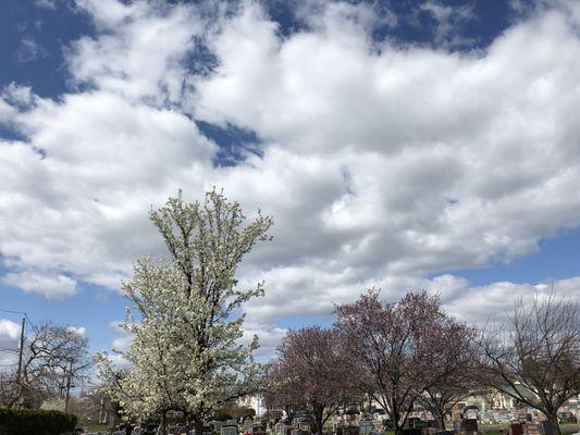 Our Lady of Lourdes Cemetery