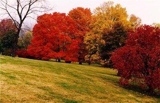 Affordable Pro Tree Service