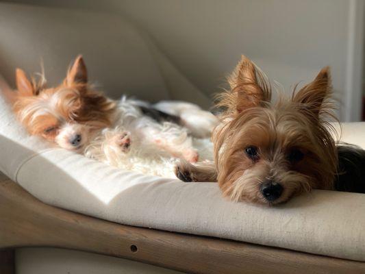 Happy Tails Dog Service