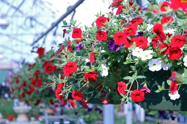 Million Bells Hanging Baskets