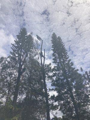 Affordable Maui Tree Trimming And Landscaping