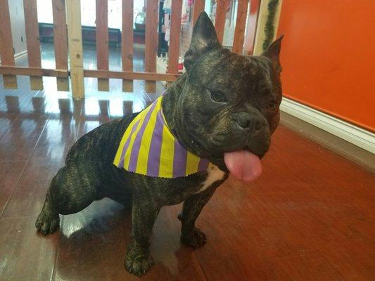 Just some of our most popular fur baby family