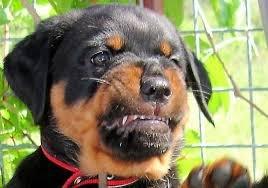 Jr McDade Tucson Division