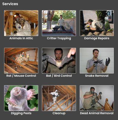 Boulder Animal Exterminator