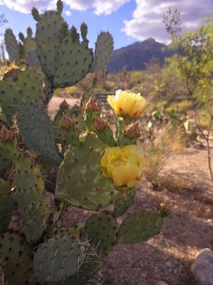 Southern Az Massage Ambassadors