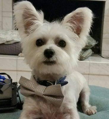 Great place with super friendly lady and the pups there were super sweet and very reasonable.