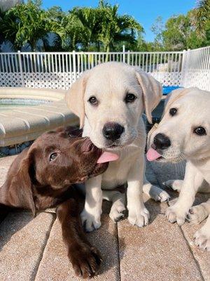 Frey’s pet sitting