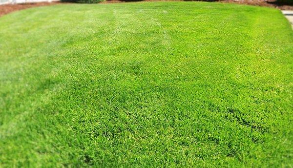 Angelica's Lawn Mowing & Cleanup Service