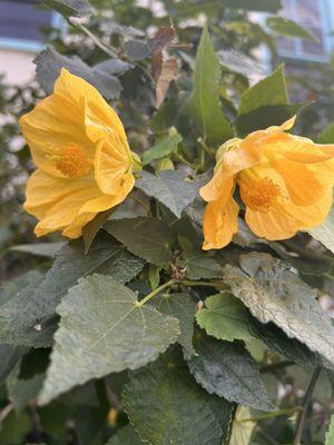 Hayward Friends of Animals