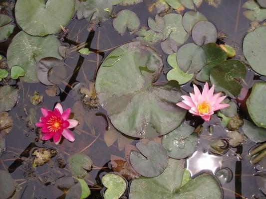 Miniature water Lily