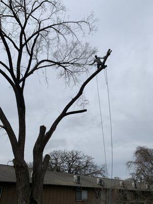 WG Tree Service