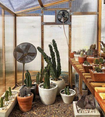 Inside the greenhouse.