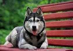 Personalized Pet Sitting Services