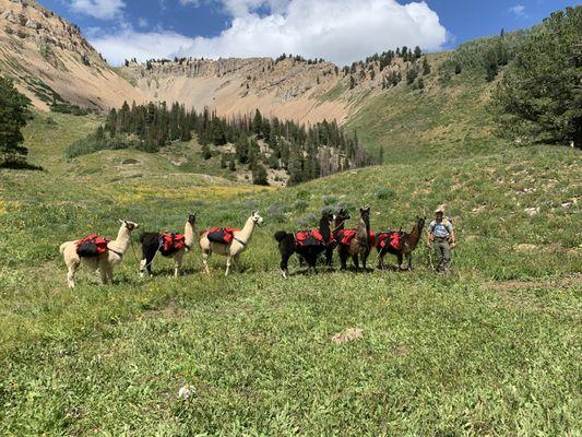 Wasatch Front Llamas