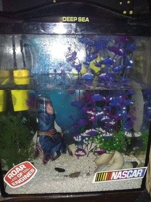 Staff friendly, knowledgeable and professional. I bought a beta fish and a few other items. I will be returning to get a . Great