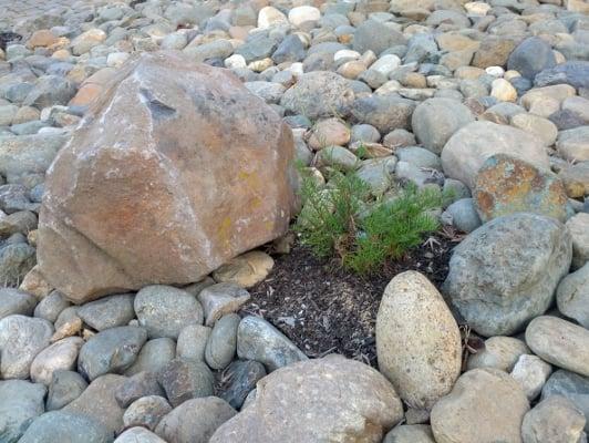 The Garden Detective