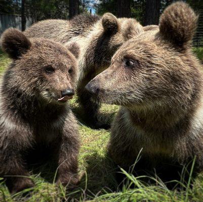 Grizzly Ranch and FL Black Bear Rescue