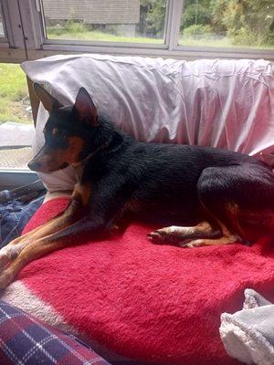 Applewood Boarding Kennel