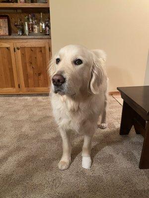 Door County Veterinary Hospital