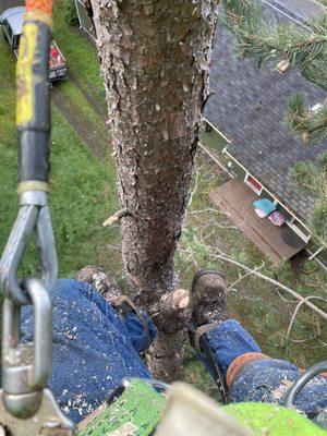 Crosscut Tree Service