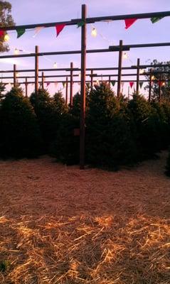 Fresh cut Christmas Trees