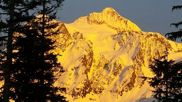 Happy Hounds and More